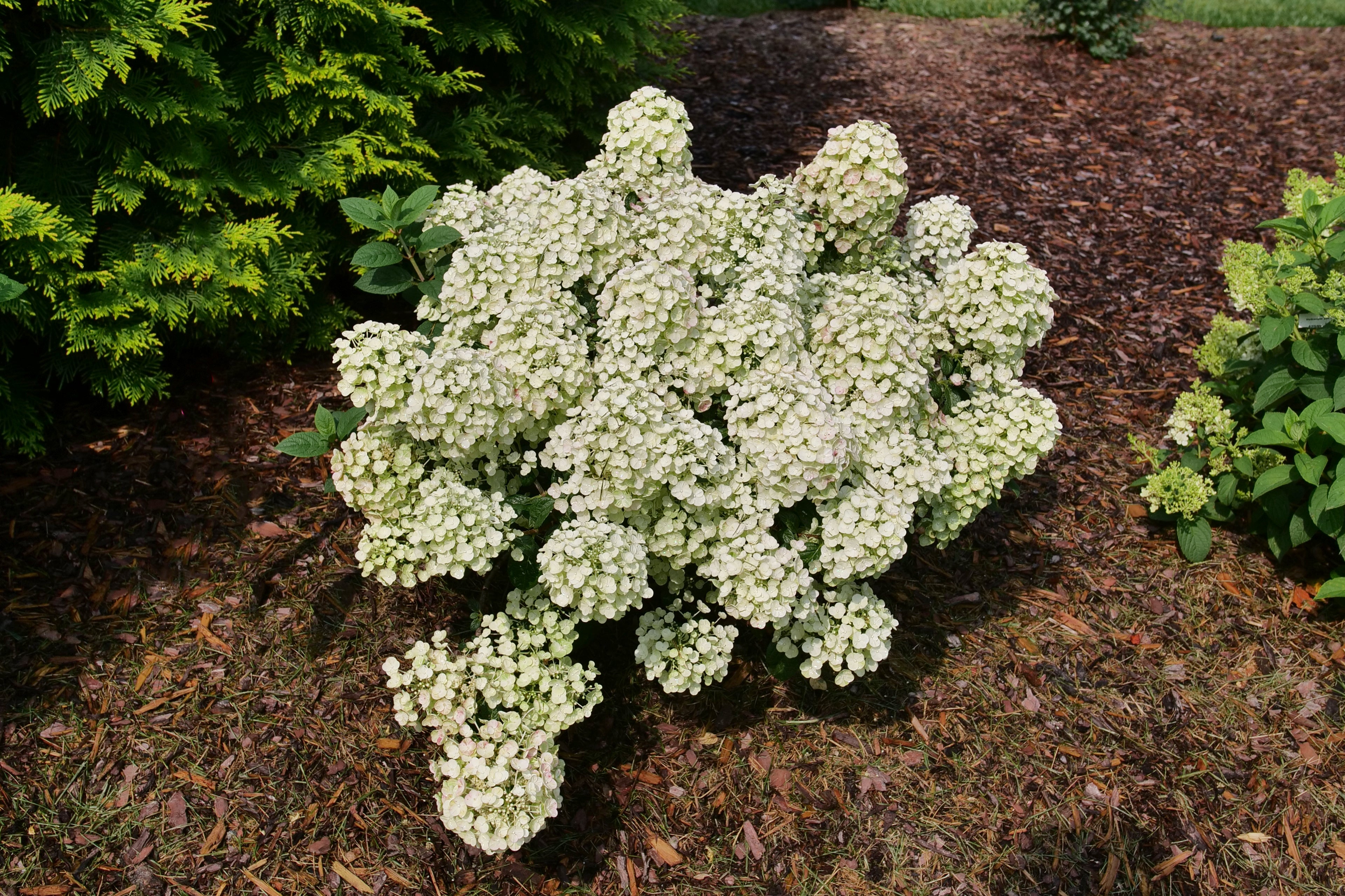 Tiny Quick Fire - Panicle Hydrangea