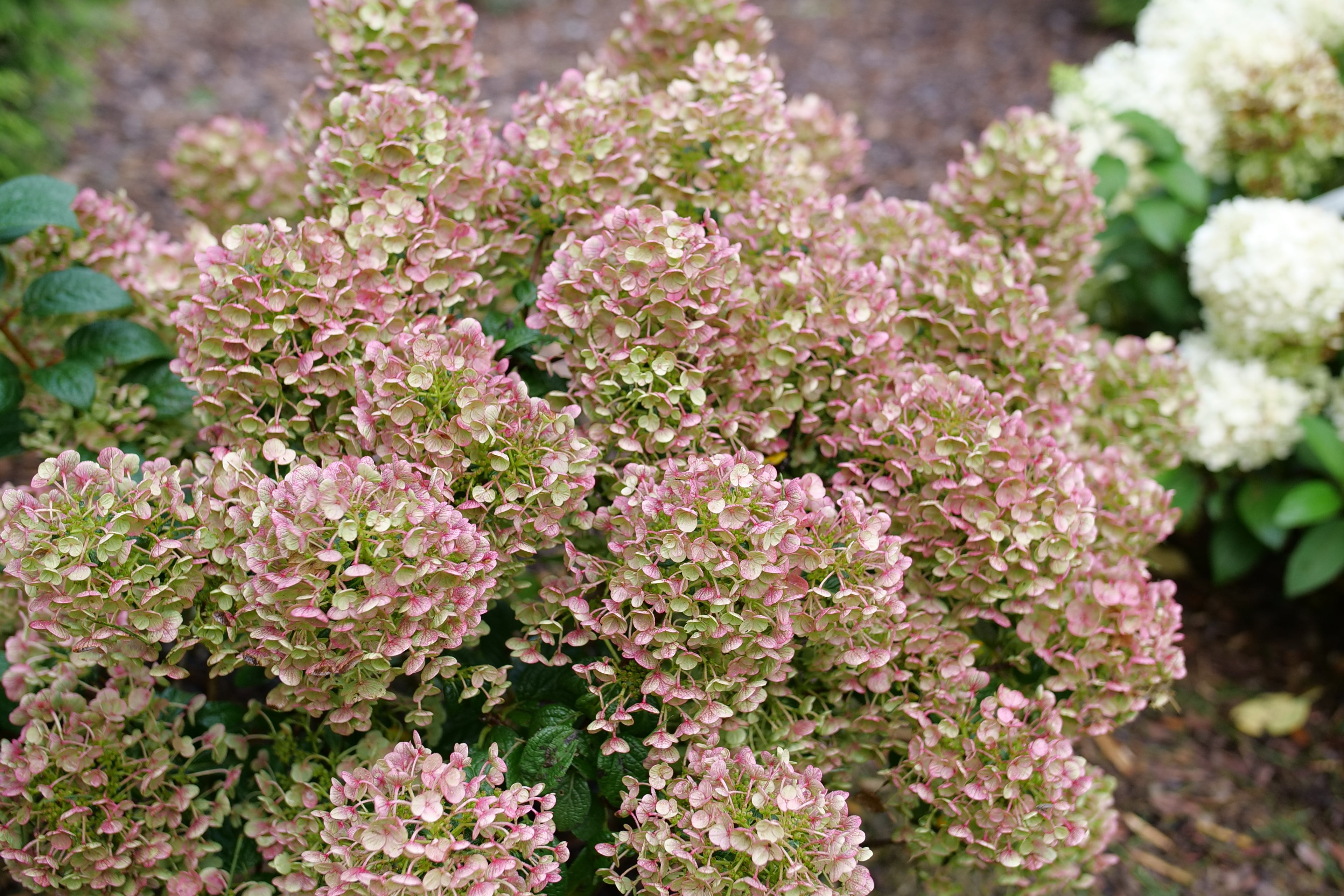 Tiny Quick Fire - Panicle Hydrangea