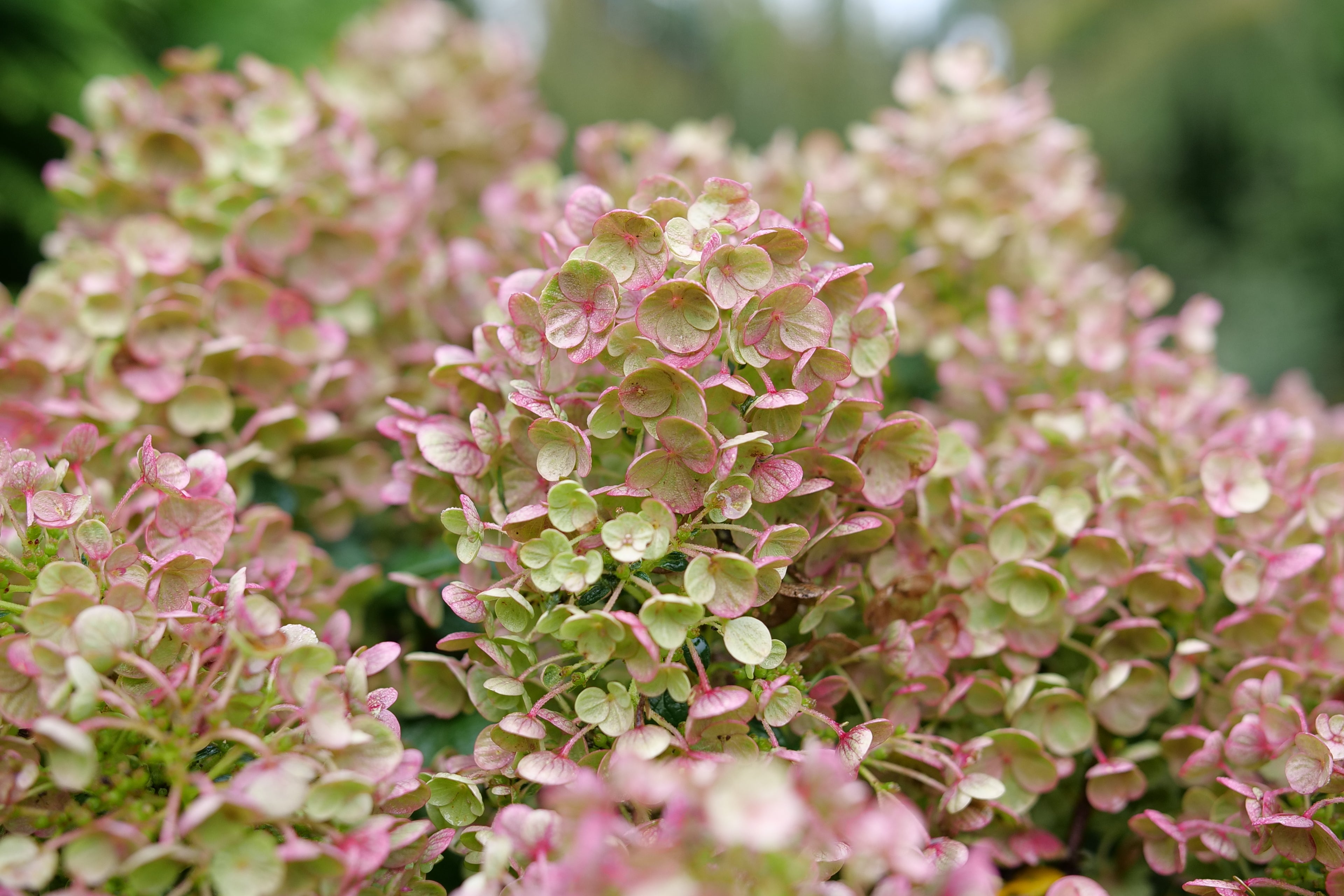 Tiny Quick Fire - Panicle Hydrangea