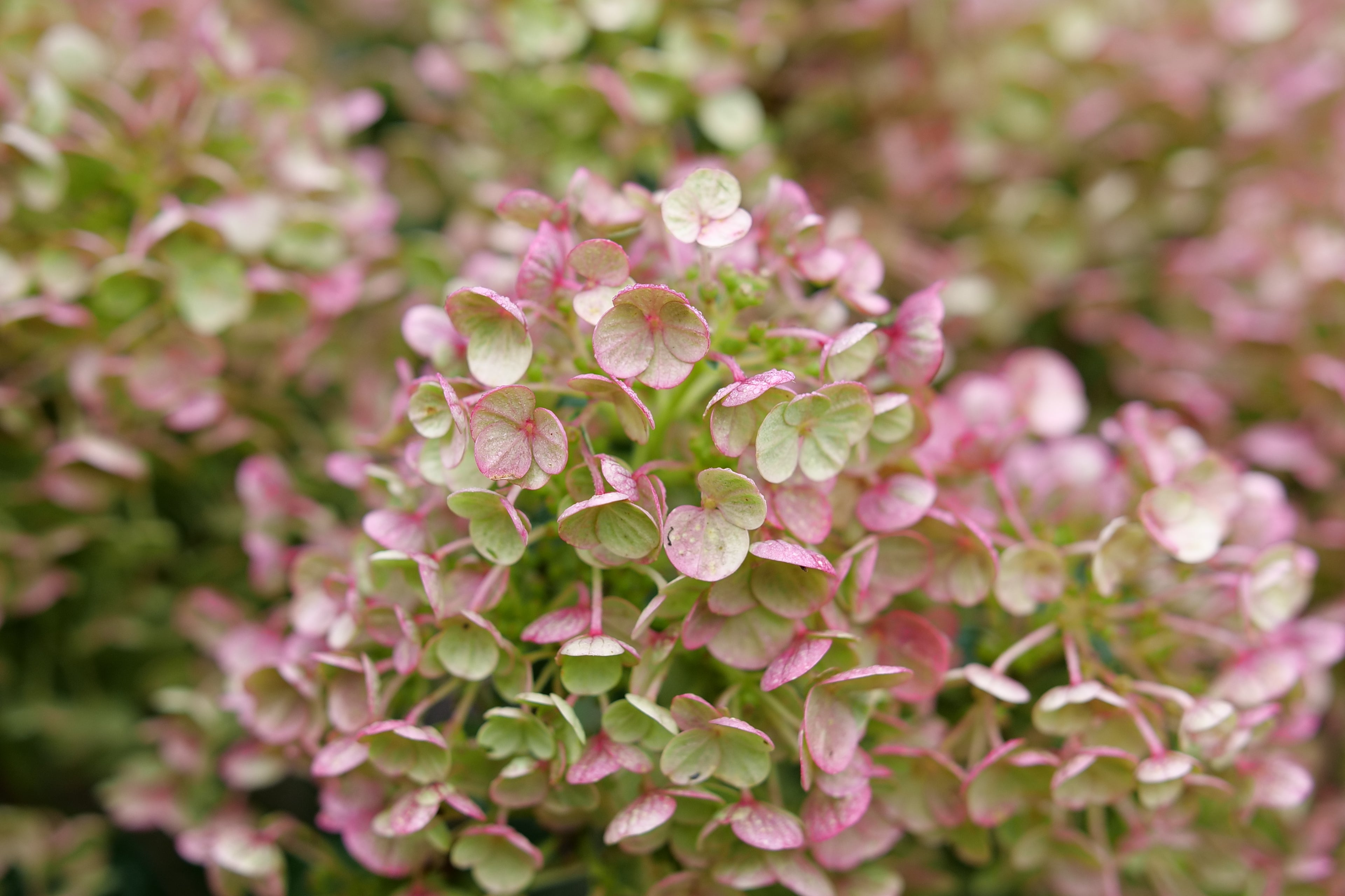 Tiny Quick Fire - Panicle Hydrangea