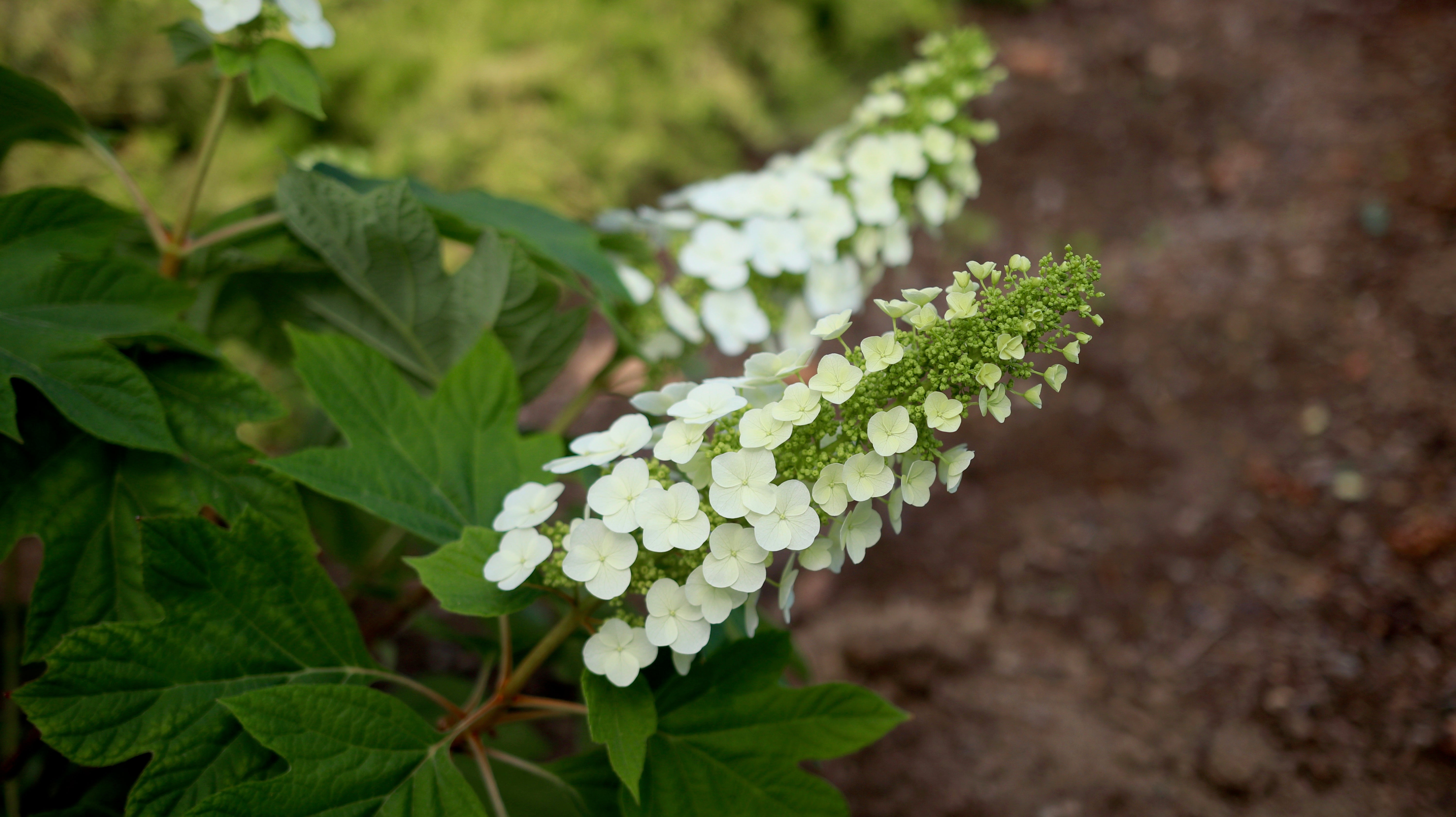 Gatsby Gal - Oakleaf Hydrangea