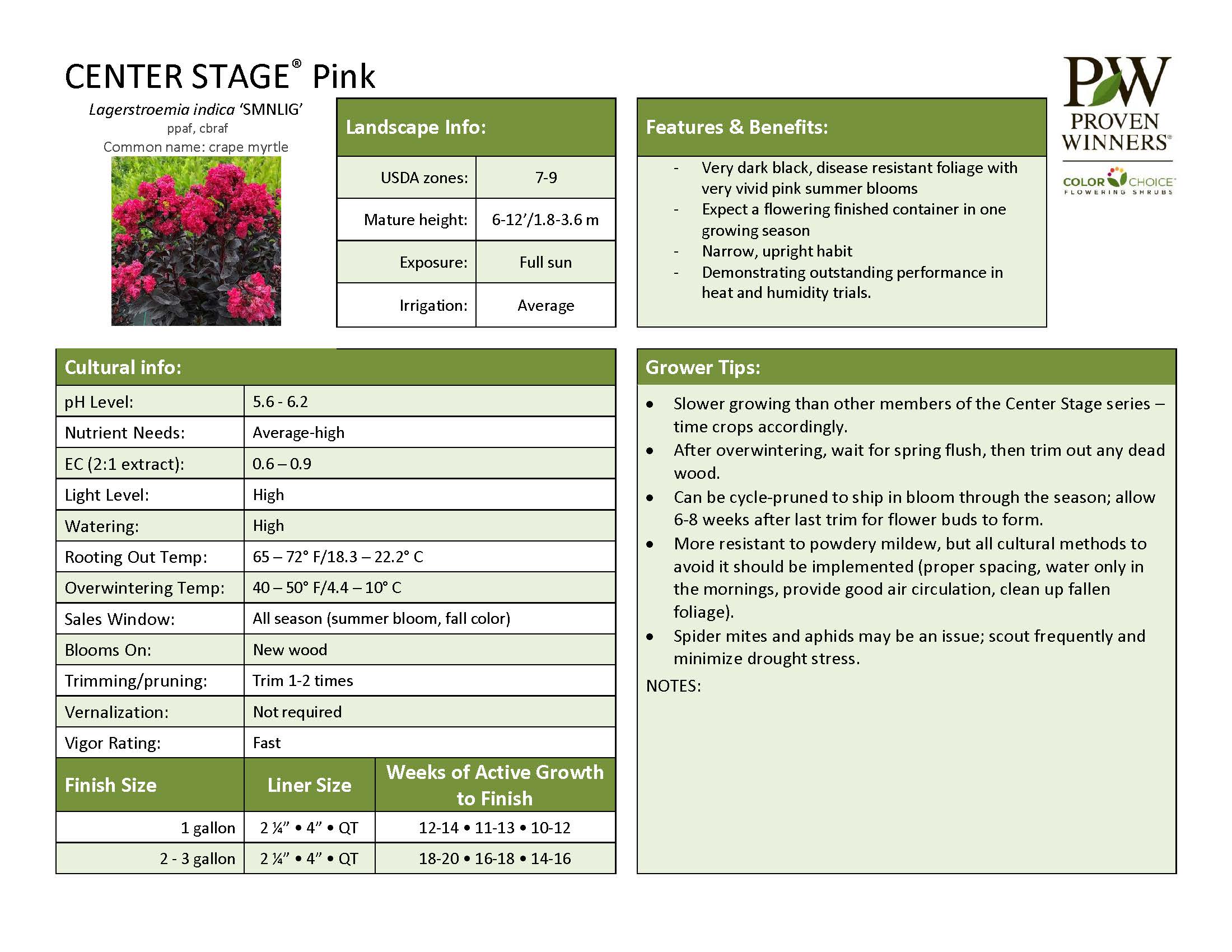 Lagerstromia - Center Stage - Pink