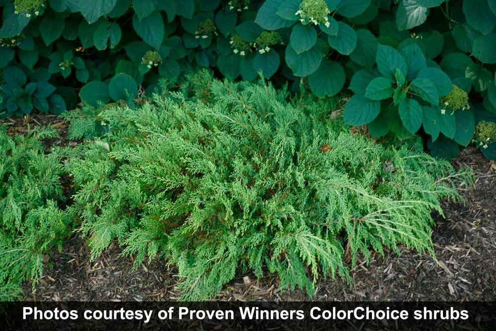 Celtic Pride - Siberian Cypress