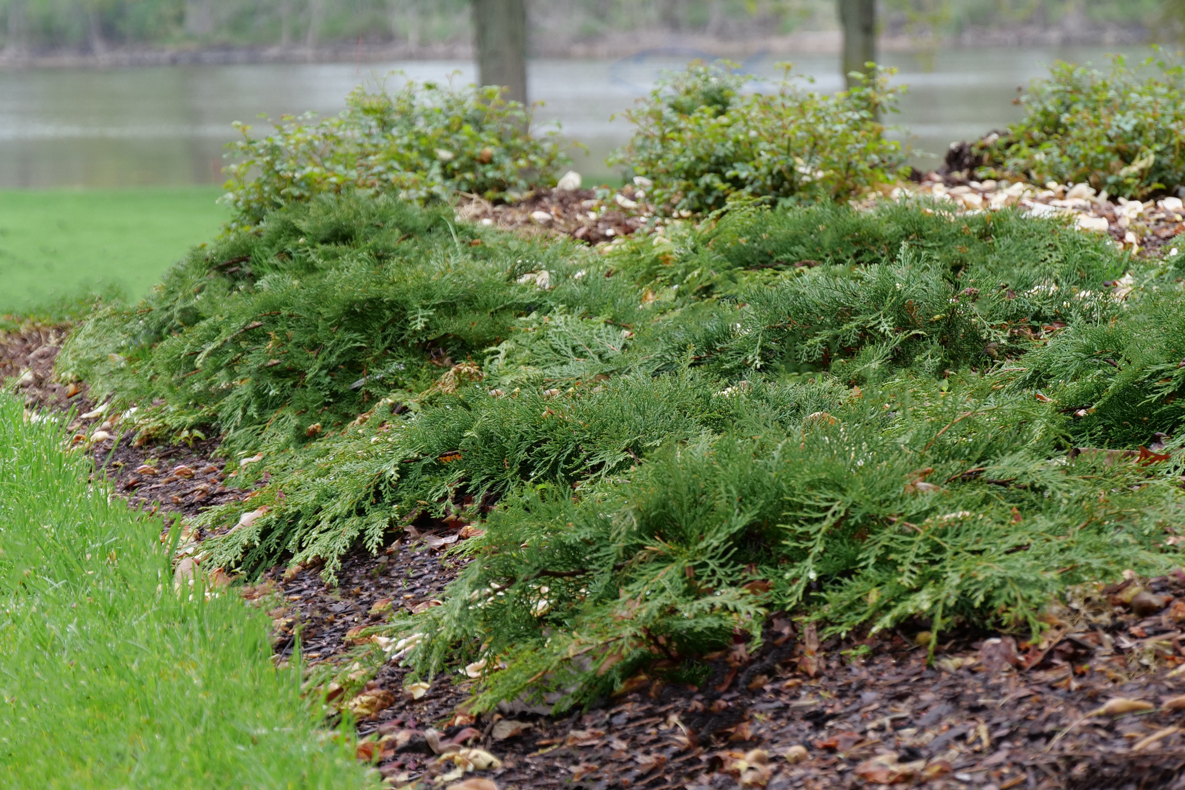 Celtic Pride - Siberian Cypress