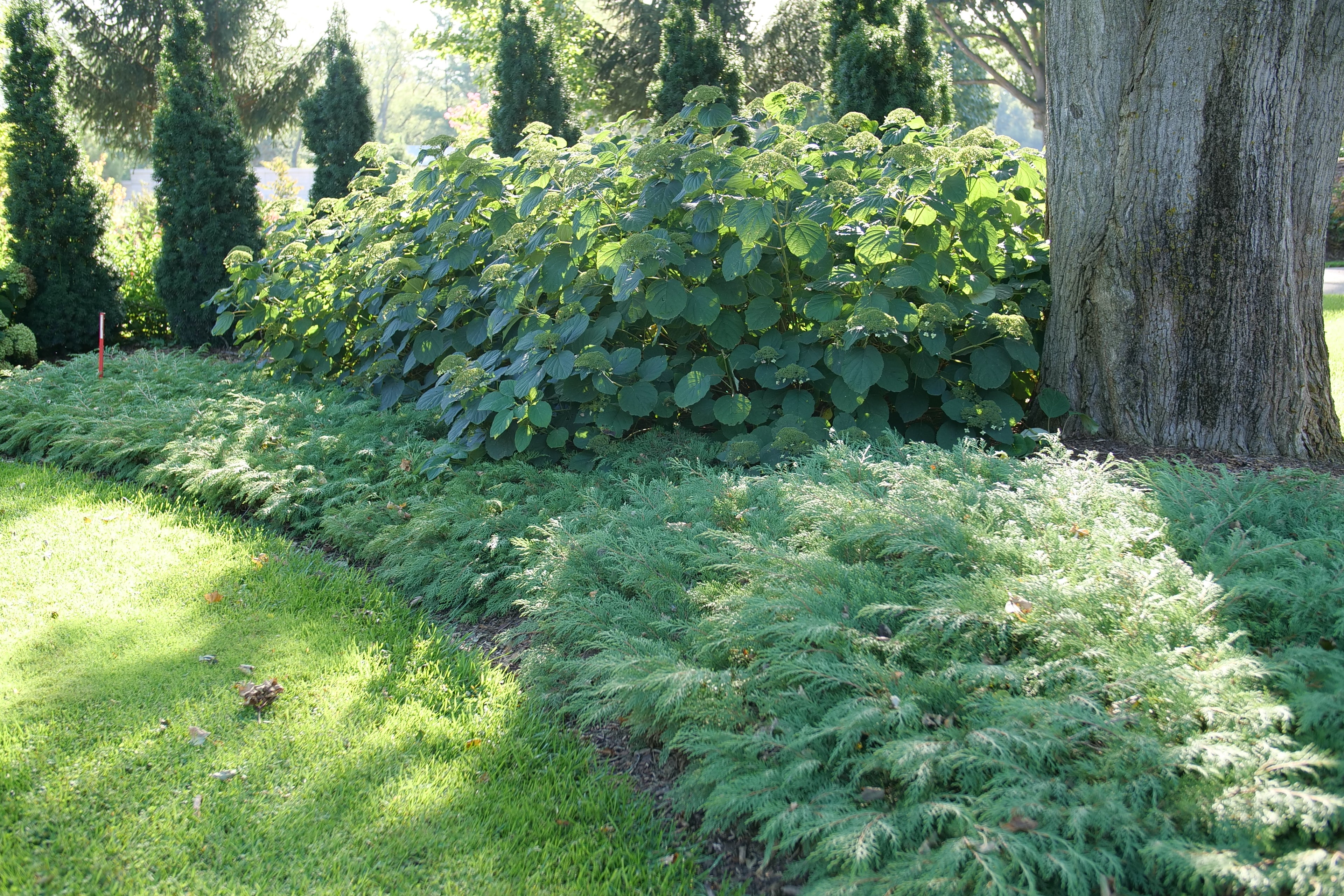 Celtic Pride - Siberian Cypress