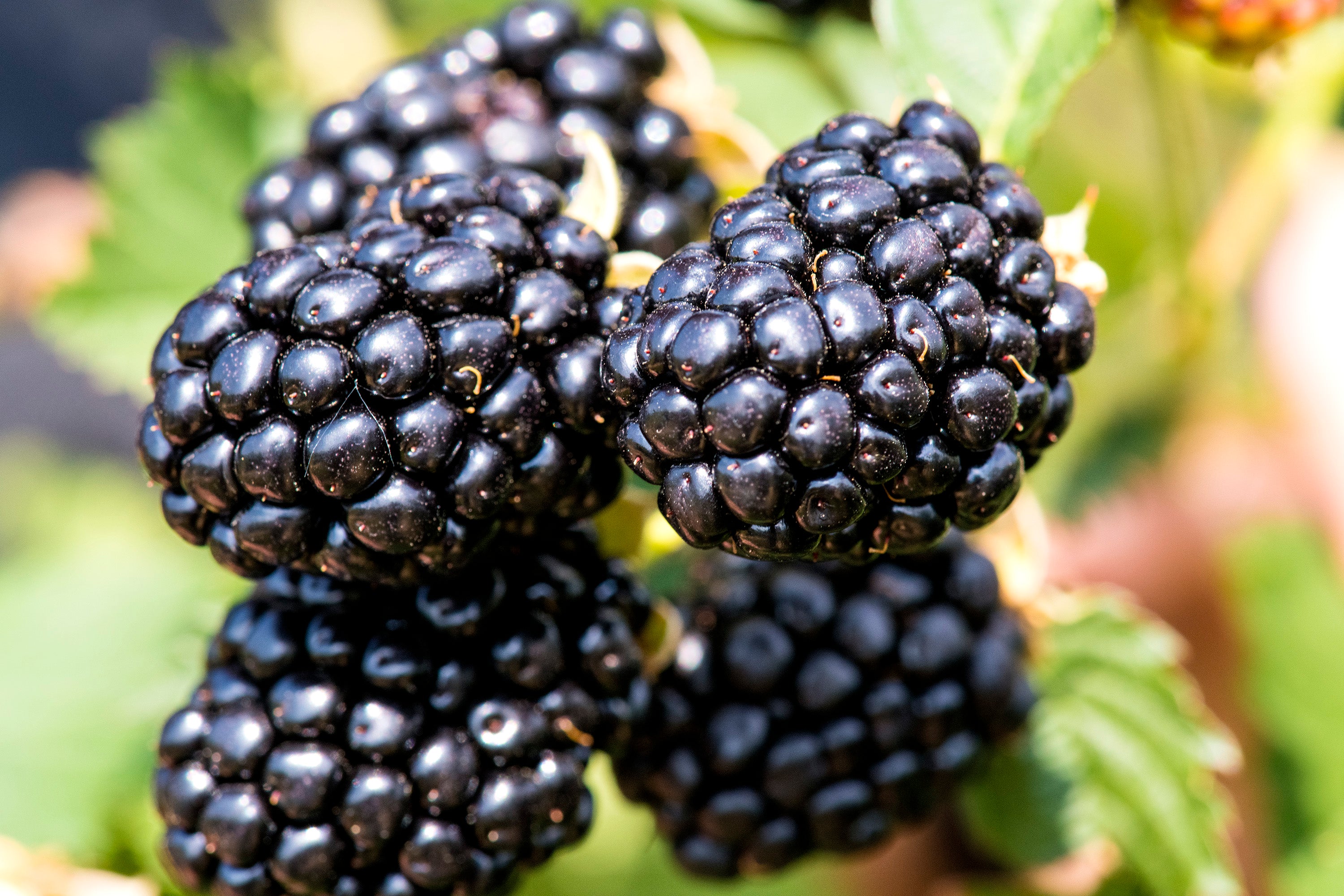 Taste of Heaven - Thornless BlackBerry