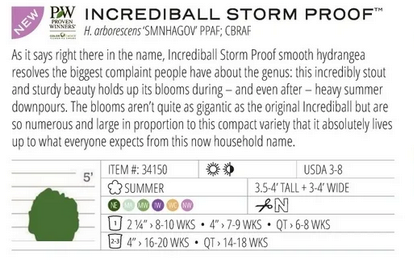 Hydrangea - Incrediball Storm Proof