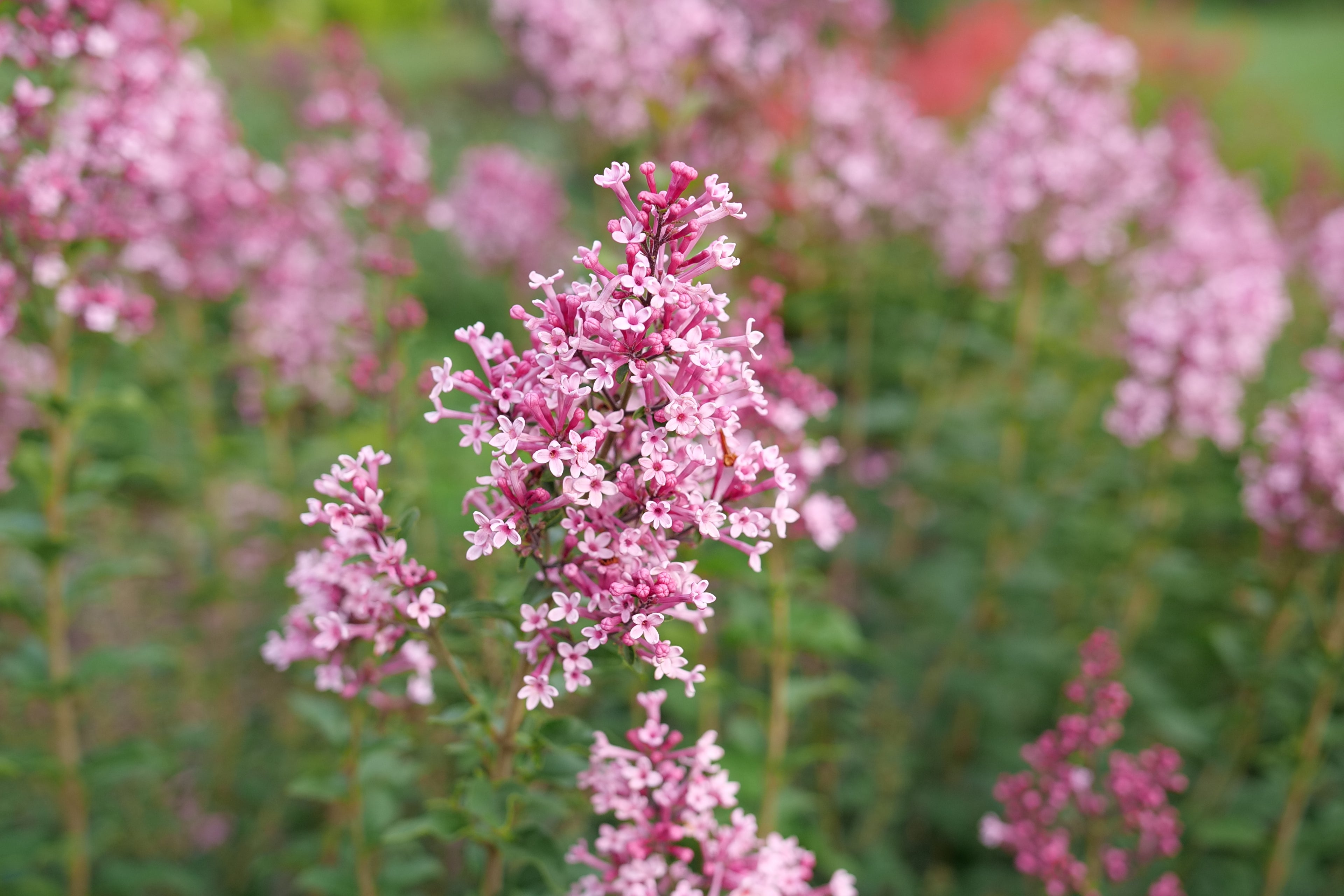 Bloomerang Ballet - Reblooming Lilac