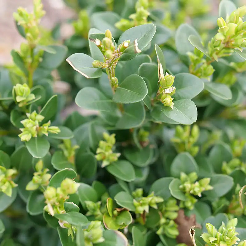 Buxus Neatball