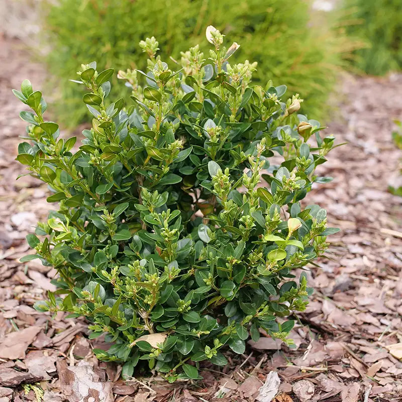 Buxus Neatball