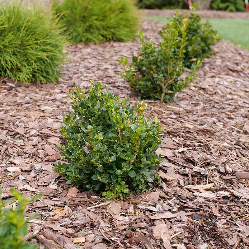 Buxus Neatball