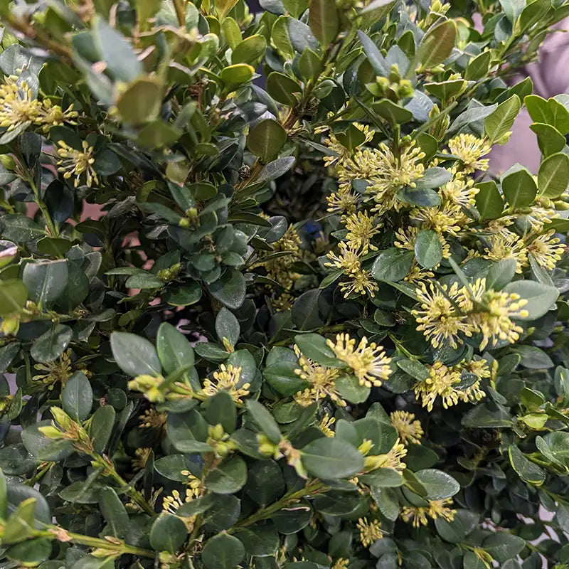 Buxus Neatball