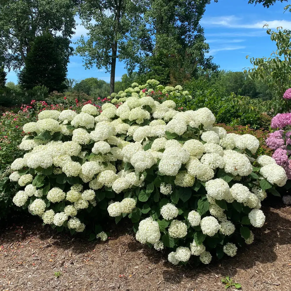 Hydrangea - Incrediball Storm Proof