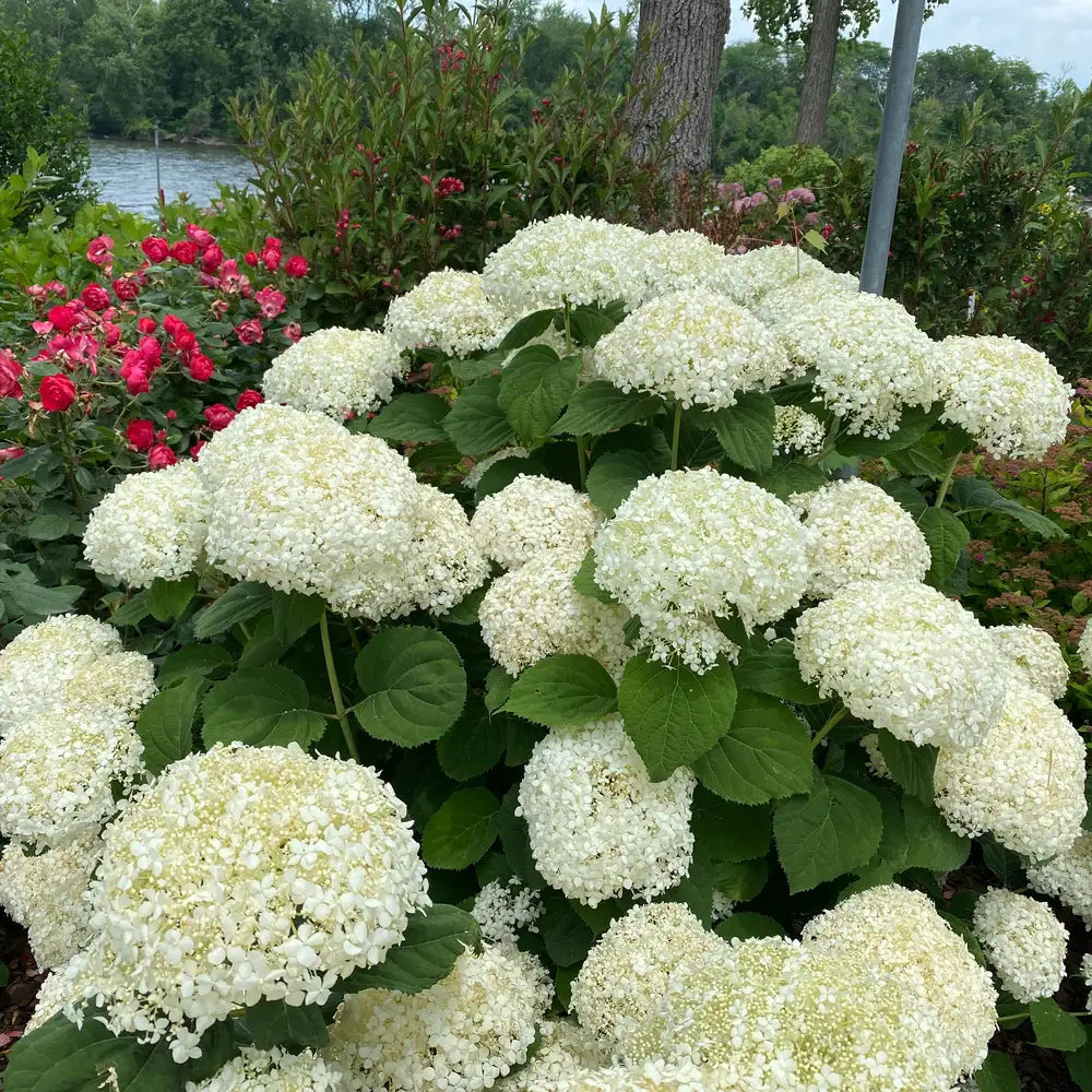 Hydrangea - Incrediball Storm Proof