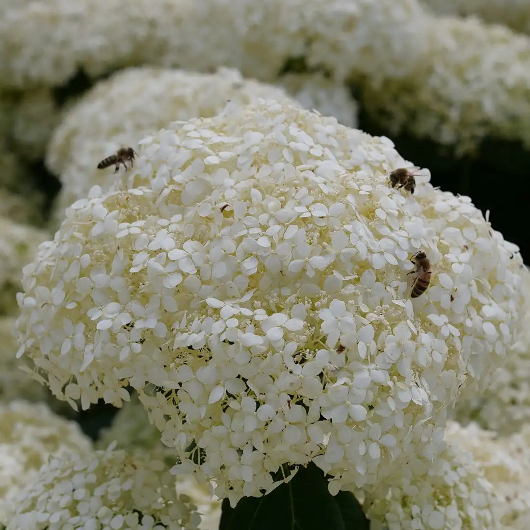 Hydrangea - Incrediball Storm Proof