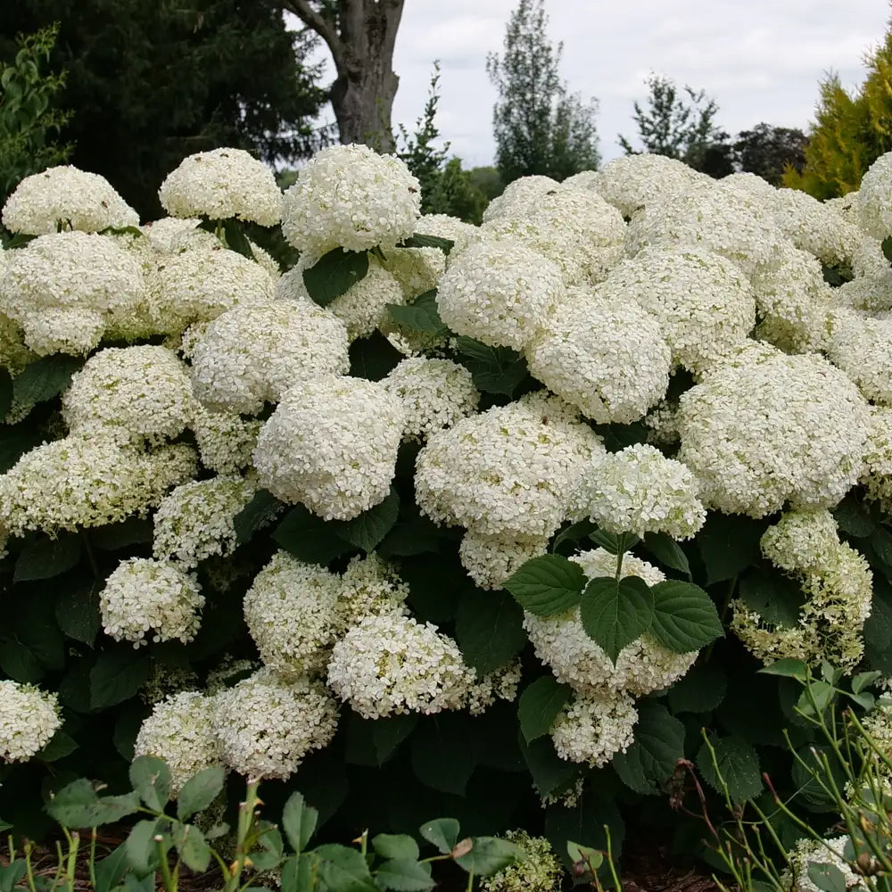 Hydrangea - Incrediball Storm Proof