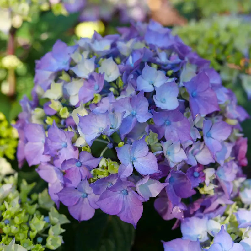 Hydrangea - Let's Dance Lovable