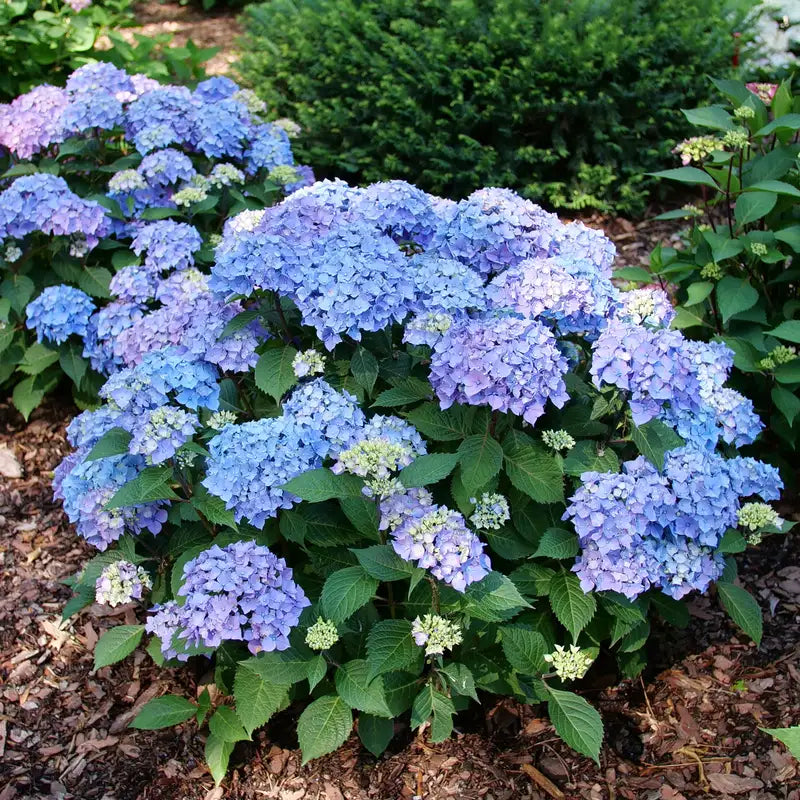Hydrangea - Let's Dance Lovable