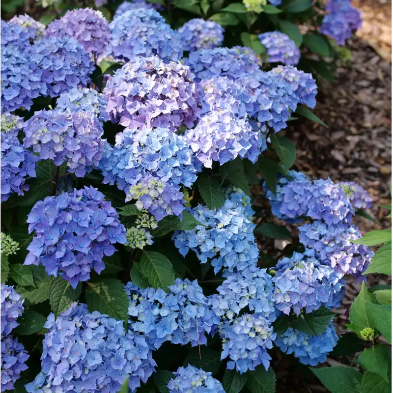 Hydrangea - Let's Dance Lovable