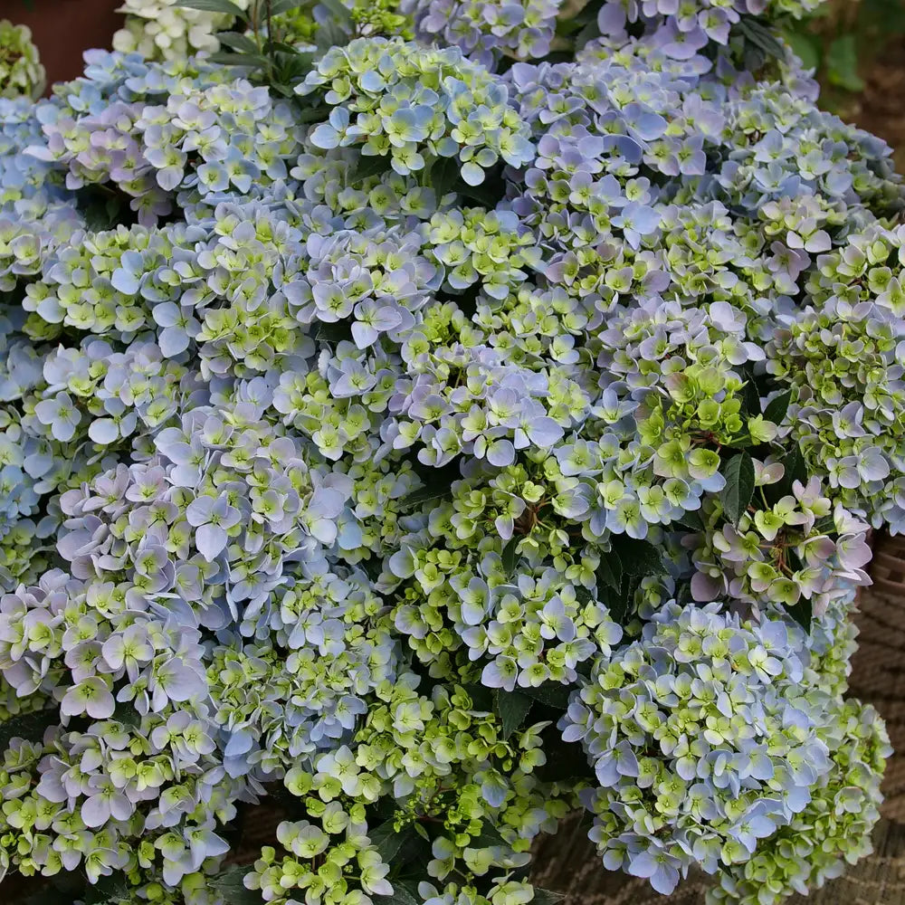 Hydrangea - Fairytrail Fresco