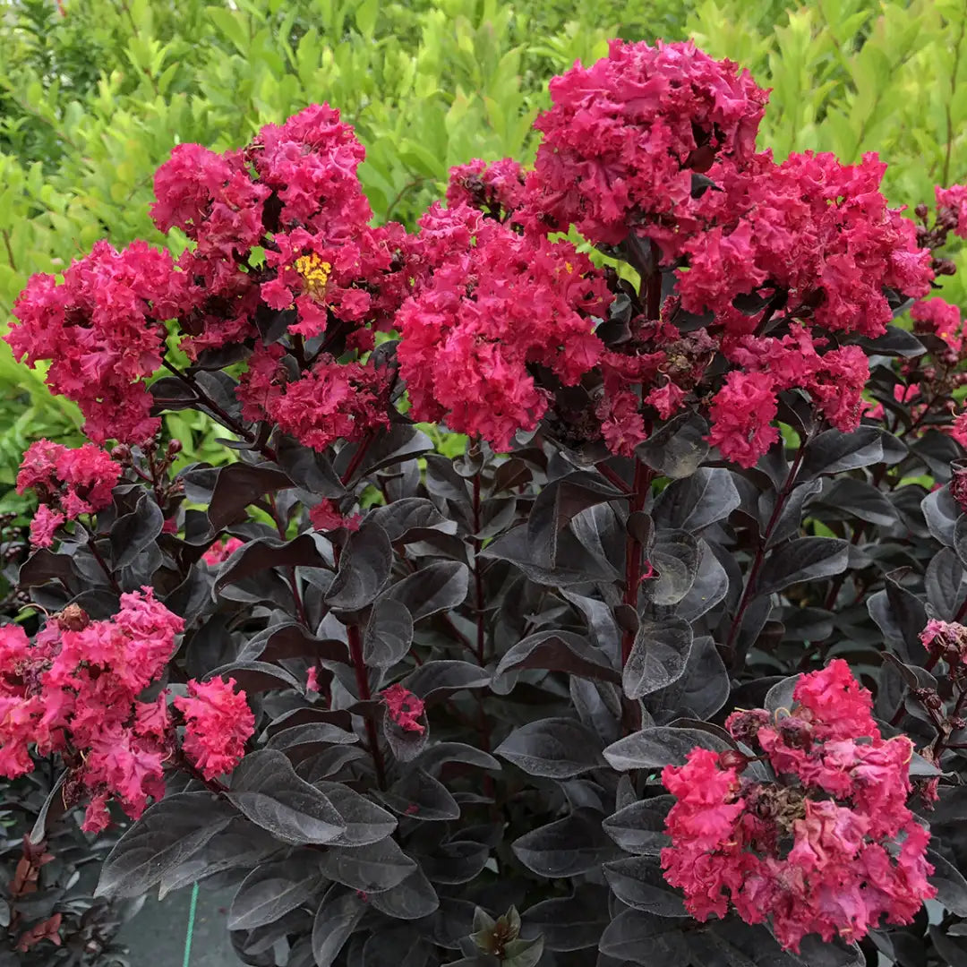 Lagerstromia - Center Stage - Pink