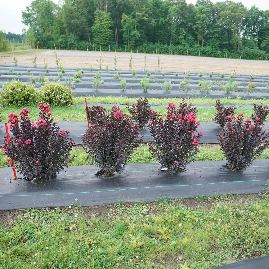 Lagerstromia - Center Stage - Pink