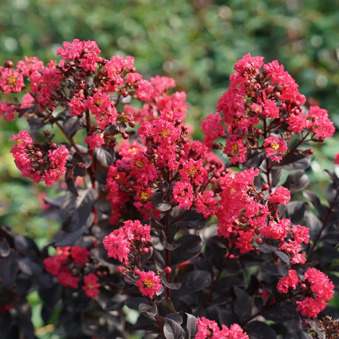 Lagerstromia - Center Stage - Pink