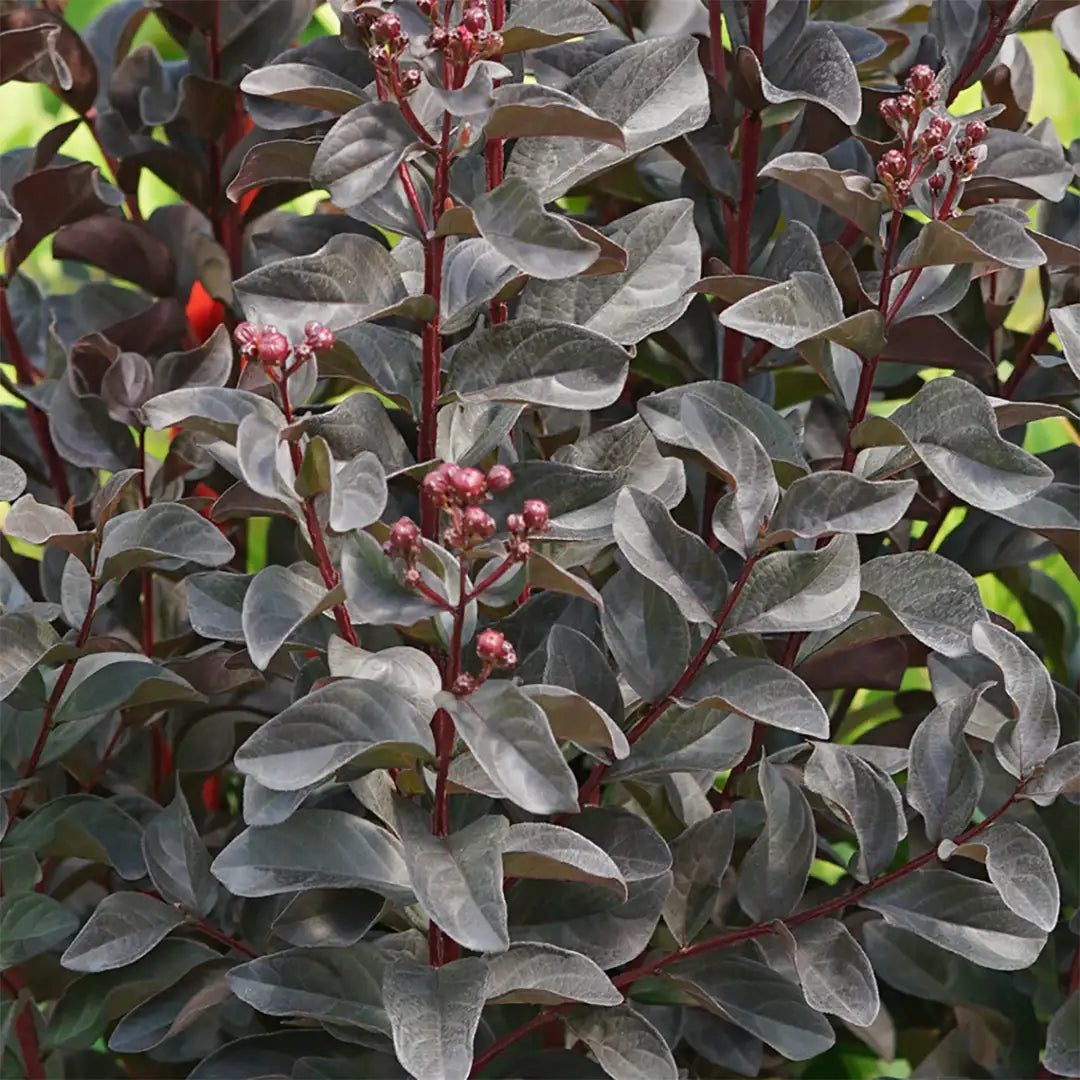 Lagerstromia - Center Stage - Pink